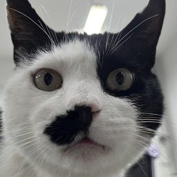 下一只猫咪
